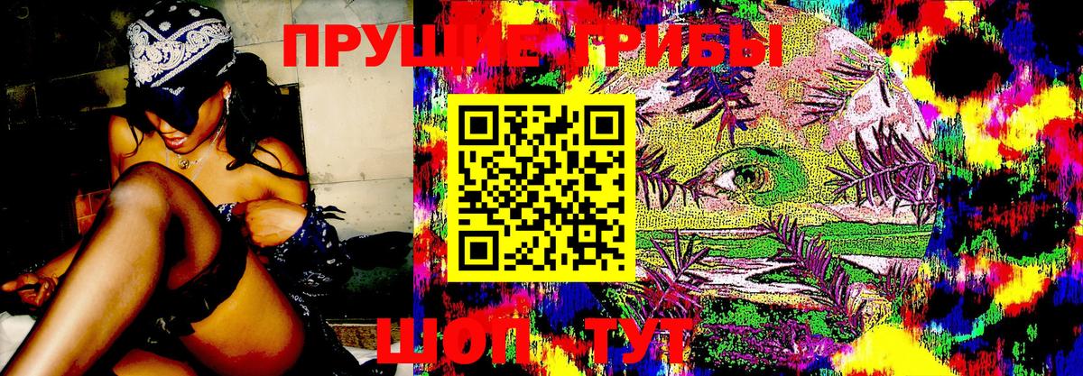 Галлюциногенные грибы Psilocybe  Вход с VPN  что такое   Чернушка 